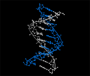 B DNA