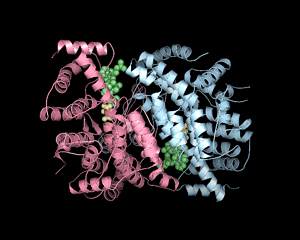 Citrate Synthase
