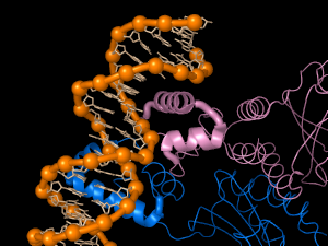 Transcription Factor-DNA