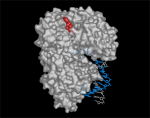 Helicase_Surface