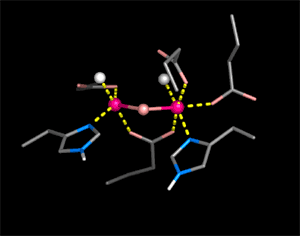 Ribonucleotide Reductase Fe